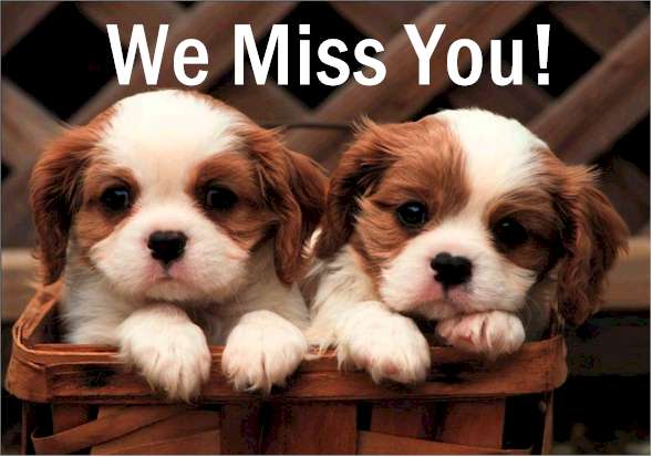 missdogs.jpg
